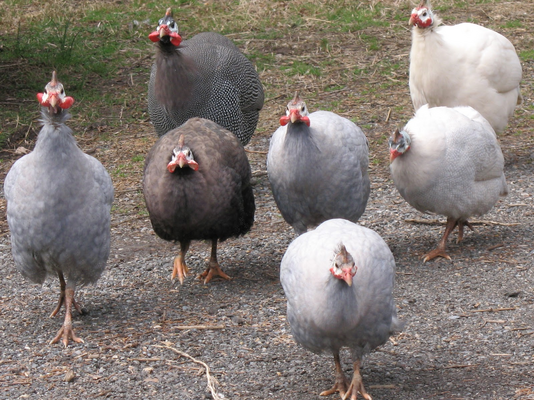 Diffrent Guinea Fowl Color mutations and how to identify them