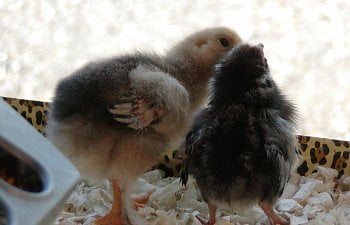 Aggressive Baby Chicks and How to Stop the Behavior