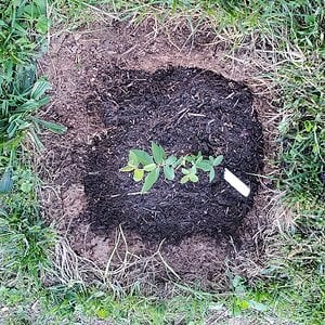 Tundra Haskap Shrub planted in the berry garden
