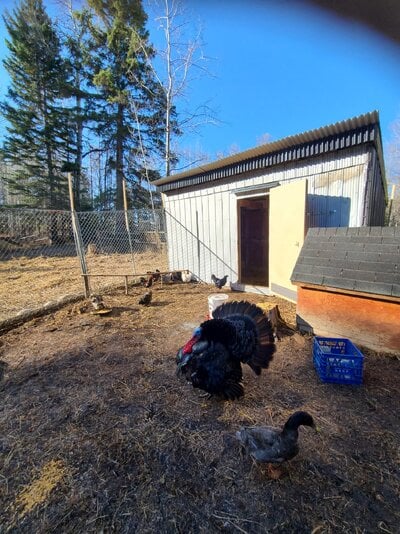 Was a Horse Shelter, Now a Chicken, Duck, Turkey Coop & Yard!