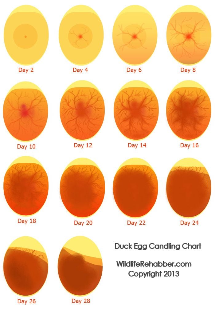 Duck Egg Candeling