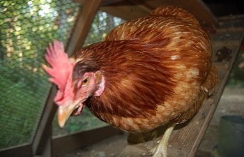Coccidiosis & How To Treat It