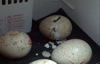 Turkey Incubation and Hatching Guide