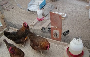 Reasons for Tossing Out Your Indoor Brooder and Start Raising Your Chicks Outdoors