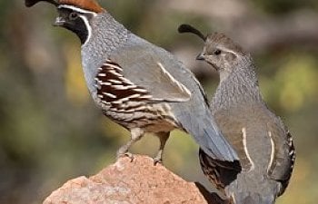 Getting Started In Raising And Keeping Quail