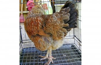 foldable wire dog crates -  a good tool for every chickeneer