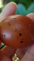 Wellsummer egg.PNG