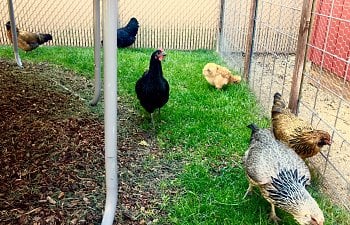 From coop to kitchen: Pets versus livestock and respectful chicken harvest