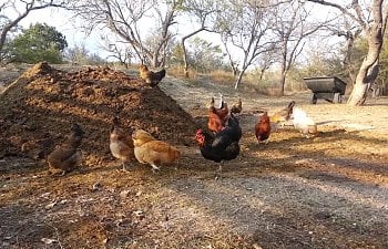 The Compost Heap: Benefit or Harm to Chickens?