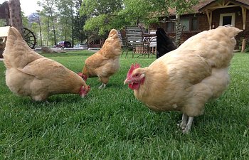 Bigger is Better: Advice from one chicken keeper to another