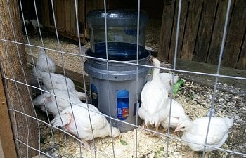 A Twist on a 5 Gallon Spring Water Jug Gravity Fed Poultry Waterer ~Sally Sunshine