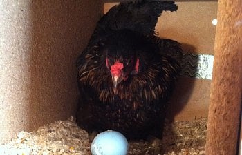 Nesting Boxes: Everything You Need to Know About These Coop Essentials