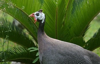 Incubating and Hatching Guinea Fowl
