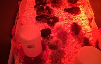 How I Legalized Chickens in My Town (Westchester, NY, USA)