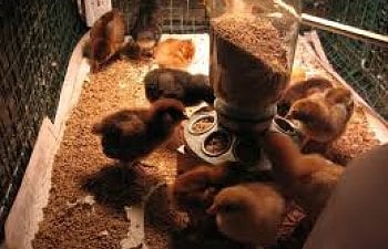 chicks eating.jpg