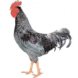 dominate blue gene rooster D107_hybrid_cock.jpg