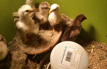 "The needle in a haystack" Weird injury for a baby chick