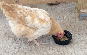 Introducing a Single Hen to an Existing Flock