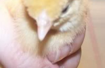 Rhode Island Whites Chicken Breed Pictures