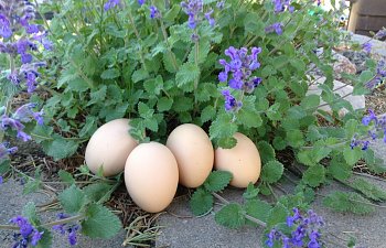The Key to Happy Hens and Healthy Eggs