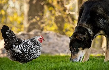 Dogs and Chickens; Everything You Need to Know About Harmonizing These Two Creatures With Each Other