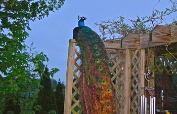 How to Train Peafowl to Stay Home At Night
