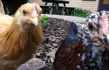Raising Chicks: Frequently Asked Questions and Answers