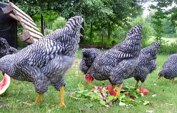Keeping Your Chickens Cool In Summer