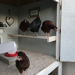 Chickens in the hen house.jpg