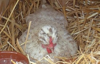 Nest Boxes; why do we make a sitting hens job so difficult?