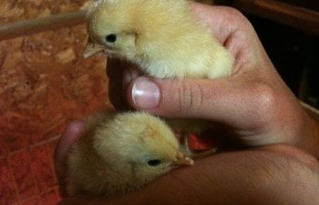 Hatching a Chick in a Cup: Can You Do it and How?