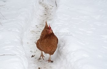 The Ultimate Wintertime Chicken-Keeping Preparation Checklist!