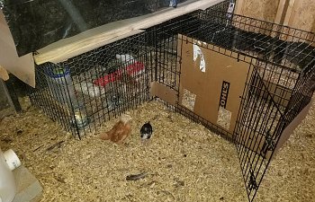 My coop brooder and Integration