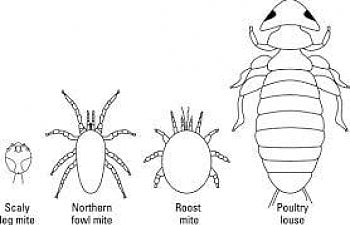 Mites, Lice and Fleas, Dealing with External Parasites