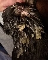 Crevecoeur hen iced beard and crest Winter 2019.jpg