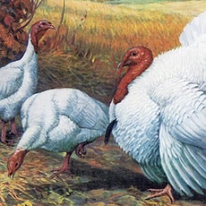 White Turkeys.jpg