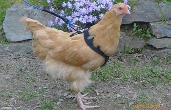 How To Use a Chicken Harness