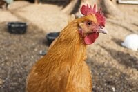 THE VERY BEST HEALTHY TREATS FOR CHICKENS:)