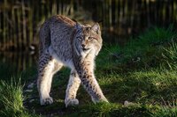 Bobcat - Chicken Predators - How To Protect Your Chickens From Bobcats