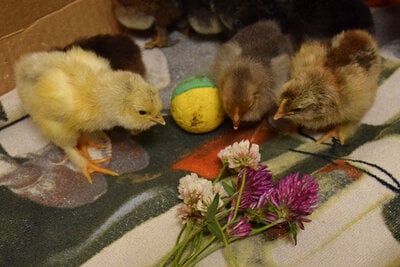 Enrichment for chicks
