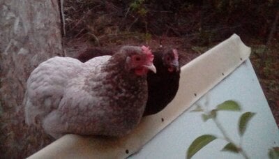 Training Chickens to "Coop" at Night