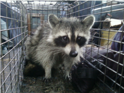 Raccoons - My Experience With This Predator & Additional Information