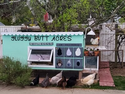 Fluffy Butt Acres: The Coop