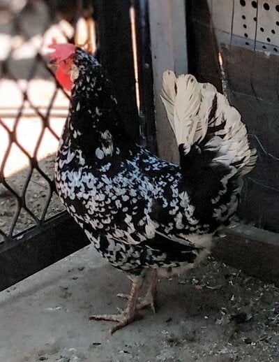 Can someone identify my hens breed?
