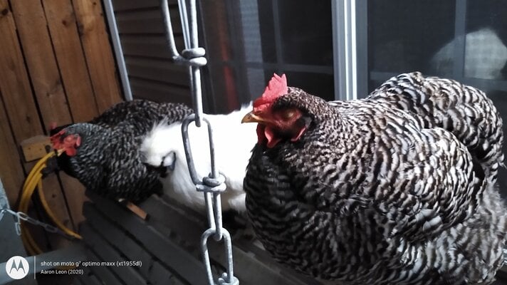WANTED: Barred or Plymouth Rock, and Cuckoo Marans