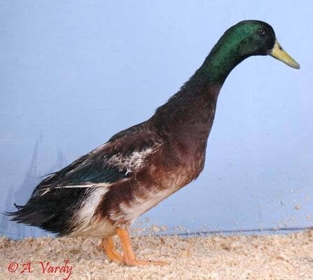 Watervale Duck