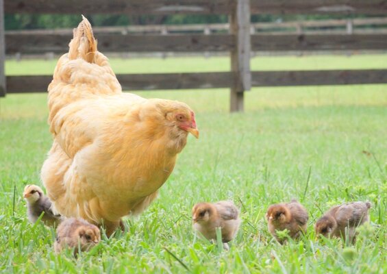 hen-chicks.jpg