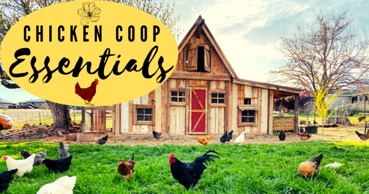 Chicken Coop Essentials