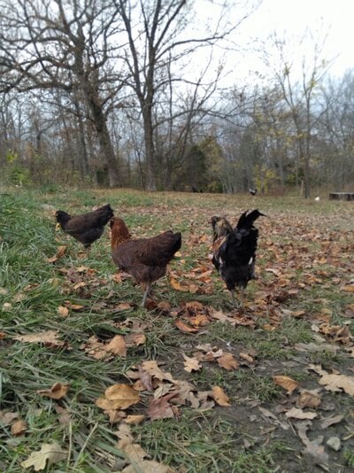 So you want to start raising chickens? Here are a few things to consider.