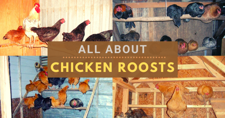 All About Chicken Roosts
